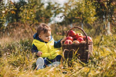 Cute boy with apples in garden sitting. Organic autumn farming little kid.