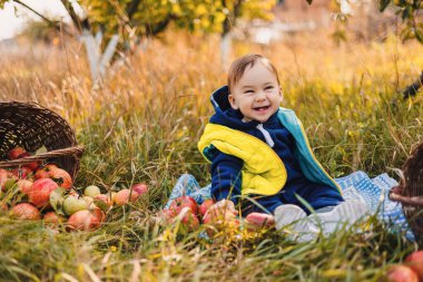 Smilling little kid sitting in the garden. Cute small chikd with seasonal farming apples.