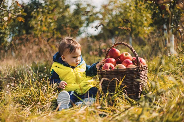 stock image Cute boy with apples in garden sitting. Organic autumn farming little kid.