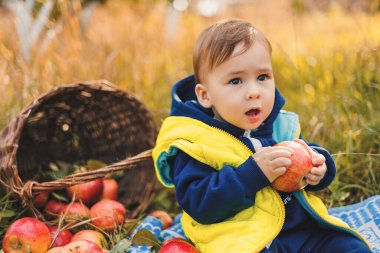 Bahçede elma yiyen sevimli erkek bebek. Çocuklar meyve yer. Küçük çocuk için sağlıklı beslenme. Elmalı çocuk.
