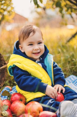 Elma bir çiftlikte sonbaharda alarak çocuk. Elma ağacı meyve bahçesinde oynarken küçük oğlu. Çocuklar bir sepet meyve al. Yürümeye başlayan çocuk, yeme meyve hasat sonbahar. Açık eğlenceli çocuklar için. Sağlıklı beslenme