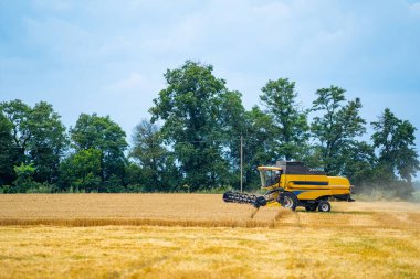 Tarlada buğday topluyorum. Çiftlik arazilerini birleştir.