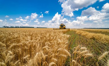 Sarı buğday hasadı. Tarla mısır gevreğini büyük birleştirerek..