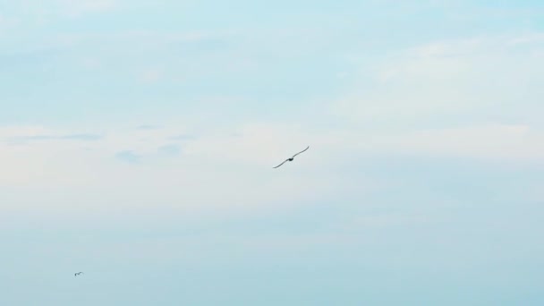 Gaviotas Volando Cielo Azul Grupo Aves Volando Sobre Cielo Despejado — Vídeos de Stock
