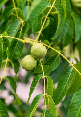 Bir dal yeşil ceviz. Ceviz bahçesinin yaz ağacı.