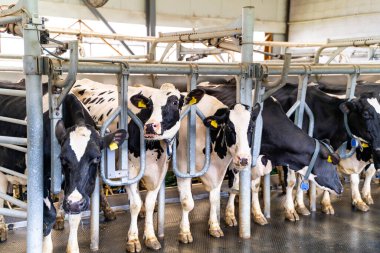 Rural cows in hangar. Milk farming building. clipart