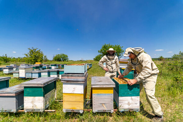 Agriculture honeybee farming. Beekeepers working with honeycombs.