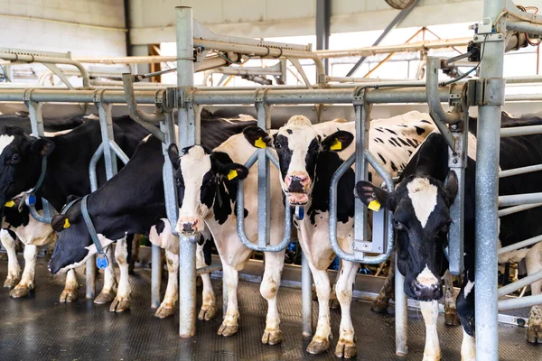 Milk farming building. Rural cows in hangar.