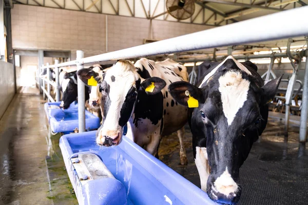 stock image Dairy production countryside. Cow head in hangar for milk farming.