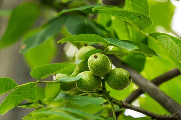 Ein Baum Voller Grüner Früchte — Stockfoto