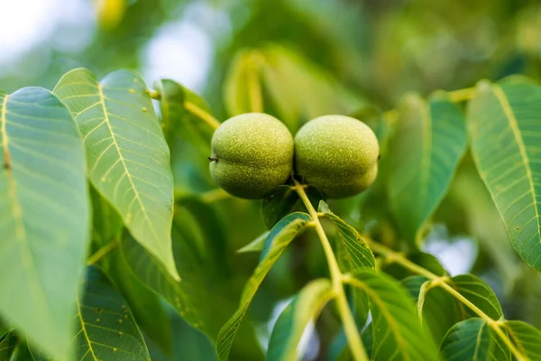 Ein Paar Grüne Früchte Hängen Einem Baum — Stockfoto