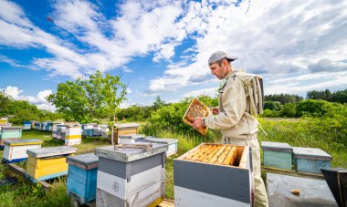 A man standing in front of a bunch of bees clipart