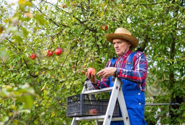 Ağaç Merdiveni 'nden Elma Toplayan Adam. Merdivende duran bir adam ağaçtan elma topluyor.