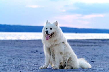 A Majestic White Canine Enjoying the Serene Beauty of a Sandy Shoreline. A white dog sitting on top of a sandy beach clipart