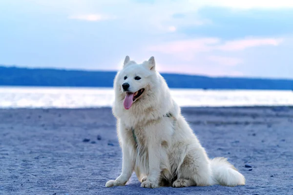 A Majestic White Canine Enjoying the Serene Beauty of a Sandy Shoreline. A white dog sitting on top of a sandy beach