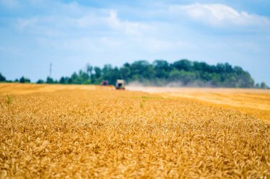 Doğanın Cömertliği ile çevrili Uçsuz bucaksız bir buğday tarlası. Geniş bir buğday tarlası. Uzaklarda birkaç kamyon var.
