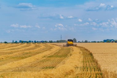 Altın Buğday Tarlaları 'nda Manzaralı Yolculuk. Buğday tarlasının yanındaki yolda giden bir kamyon.