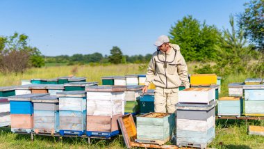 Bir grup arı kovanının önünde duran bir adam. Eylem halindeki bir arı yetiştiricisi