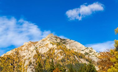Lush, Green Trees ve Serene Nature ile çevrili görkemli bir dağ zirvesi. Önünde ağaçlar olan bir dağ manzarası