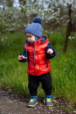 Kırmızı ceketli ve mavi şapkalı küçük bir çocuk. Canlı kıyafetli meraklı bir çocuk etrafındaki dünyayı keşfediyor.