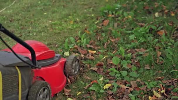 仕事中の芝刈り機 芝刈り機裏庭で緑の草を切断 — ストック動画