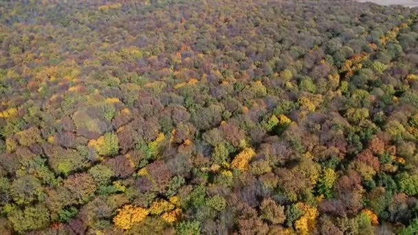 Вид Беспилотного Летательного Аппарата Вид Сверху Осенний Лес Красочными Деревьями — стоковое видео