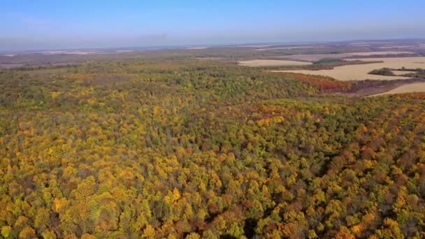 Luftaufnahme Des Herbstwaldes Drohnenaufnahme Der Schönen Waldlandschaft Mit Bunten Bäumen — Stockvideo