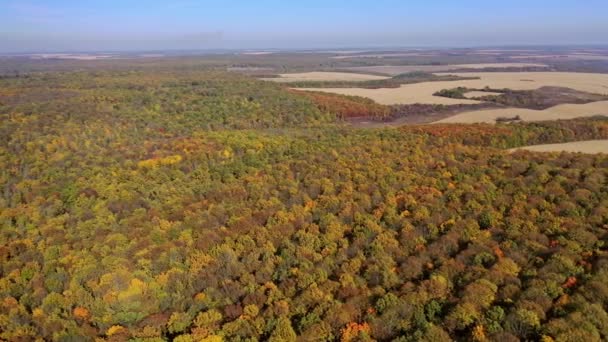 Goldener Herbst Luftaufnahme Von Bunten Bäumen Herbst — Stockvideo