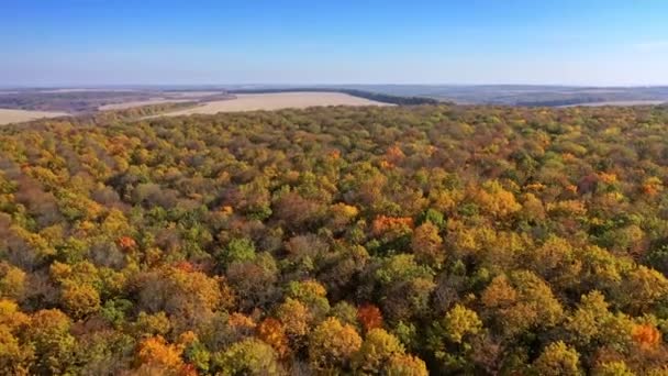 Holz Und Bäume Herbst Luftaufnahme Von Bunten Herbst Laub Des — Stockvideo