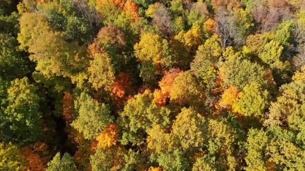 Текстура Леса Вид Сверху Красивый Оранжевый Красный Осенний Лес — стоковое видео