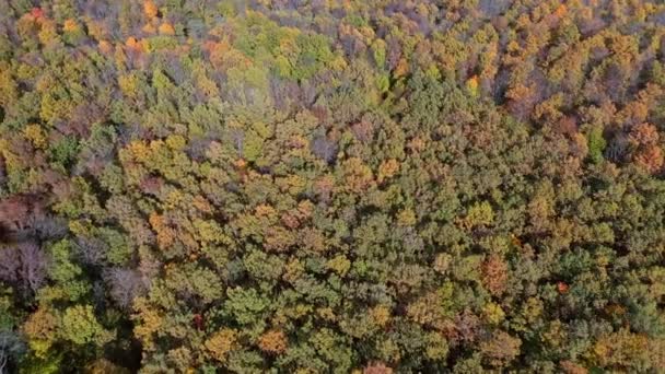 Лесной Пейзаж Летая Над Потрясающими Красочными Верхушками Деревьев — стоковое видео