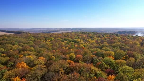 Schöner Herbstwald Farbenfrohe Herbstfarben Waldform Oben — Stockvideo