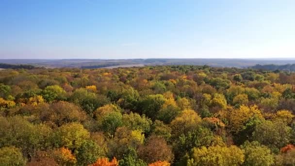 Luftaufnahme Der Waldlandschaft Luftaufnahme Über Den Wald Herbst — Stockvideo