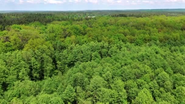 Nadel Und Laubbäume Luftaufnahme Von Grünen Bäumen Waldhintergrund — Stockvideo