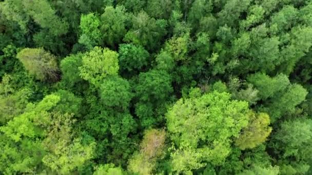 Árboles Bosques Coníferas Vista Aérea Hermosa Sobre Las Cimas Del — Vídeo de stock