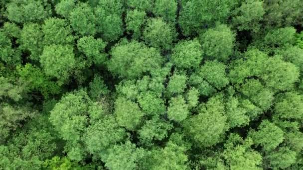 Вид Сверху Дикий Лес Вид Сверху Лес Листьями Растущими Дереве — стоковое видео
