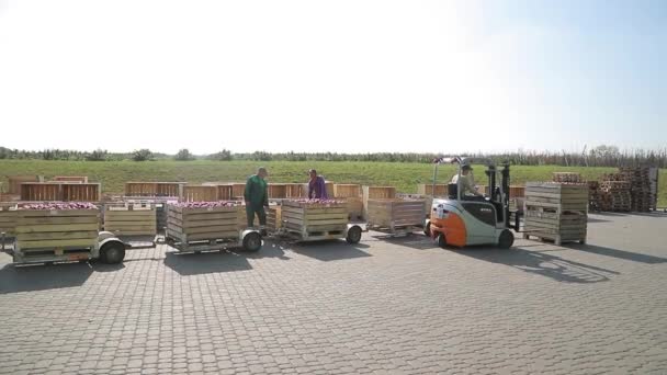Kyjev Ukrajina Října 2019 Jablka Přepravovaná Průmyslové Výroby Čerstvě Sklizené — Stock video