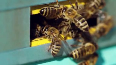 Arılar kovanın yakınında çalışır. Kovandaki bal arılarının yakın görüntüsü