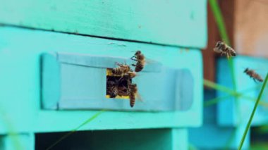 Arılar arı kovanına girip çıkıyorlar. Kapatın. Arılar arı kovanına uçar, çalışan arıları yakından izlerler.