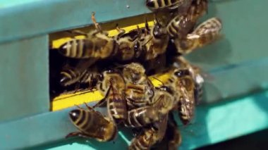 Arı kovanına giren arılardan kaçıyorlar. Bal arısı koloni muhafızları mavi kovanı yağmalamaktan koruyor.