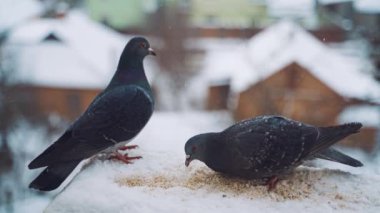 Pencereden bakan güvercinler. Pencerenin pervazında oturan ve yemek yiyen güvercin kuşunu kapat.