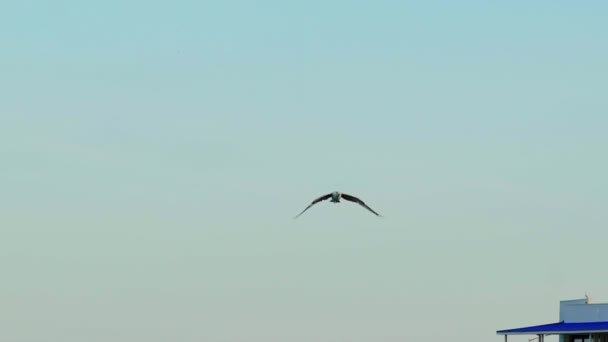Γλάρος Πετάει Πάνω Από Θάλασσα Γλάρος Απλώνει Φτερά Του Όμορφα — Αρχείο Βίντεο