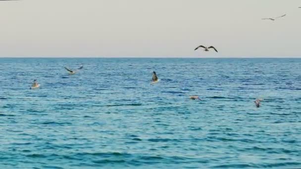 Σμήνη Από Γλάρους Επιπλέουν Στη Θάλασσα Όμορφη Θέα Του Κοπαδιού — Αρχείο Βίντεο
