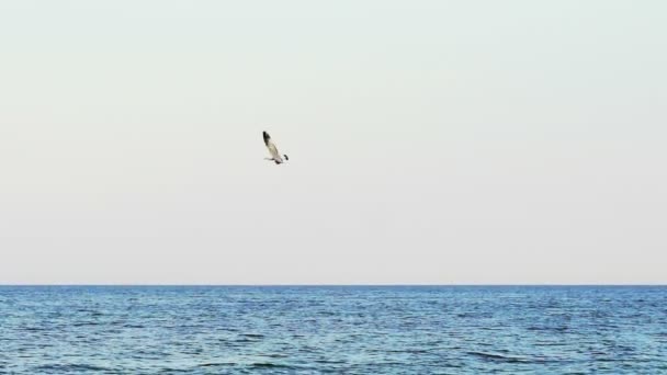 Γλάρος Πετάει Πάνω Από Θάλασσα Άποψη Του Μοναχικού Γλάρου Που — Αρχείο Βίντεο