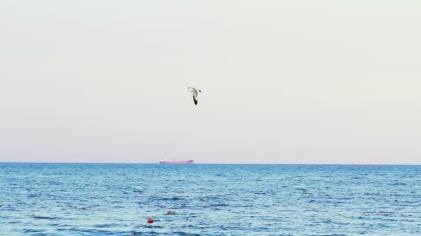 Gaviota Volando Contra Mar Vista Del Velero Volador Buque Carga — Vídeos de Stock