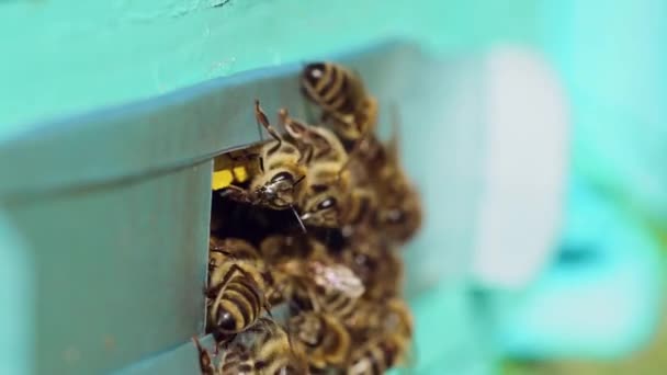 Dużo Pszczół Przy Wejściu Ula Rój Pszczół Przy Wejściu Ula — Wideo stockowe