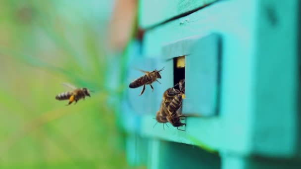 蜜蜂飞进蜂窝 蜜蜂在木制蜂窝里飞来飞去 — 图库视频影像