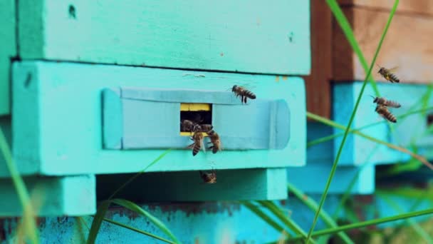 木制蜂窝和蜜蜂 蜂群飞入生活方式蜂窝 收集花粉 — 图库视频影像