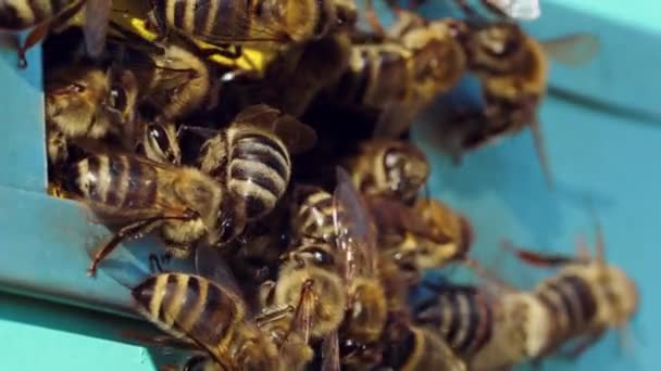 Produkcja Miodu Farmie Widok Bliska Wejścia Uli Pszczołami — Wideo stockowe