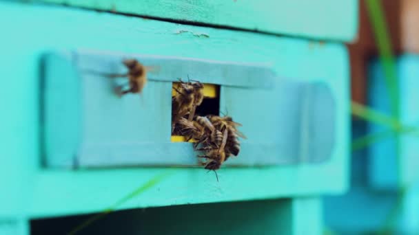 Bienen Eingang Des Alten Bienenstocks Einheimische Bienenvölker Fliegen Eingang Eines — Stockvideo